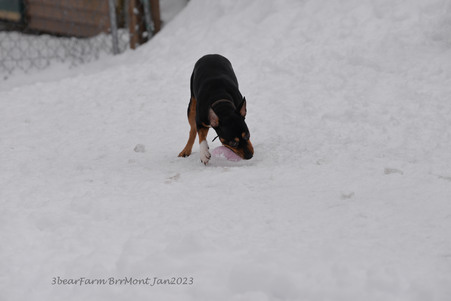 Enlarge photo 345