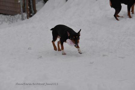 Enlarge photo 344