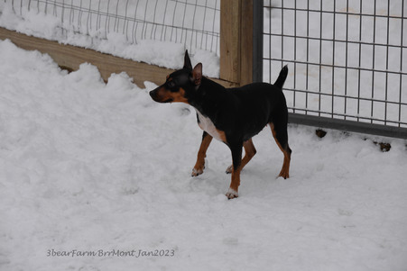 Enlarge photo 333