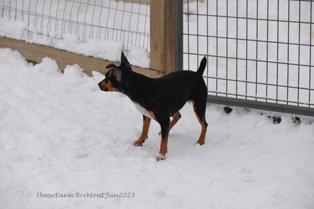 Enlarge photo 329