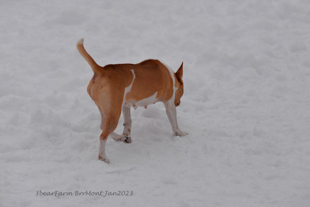 Enlarge photo 312
