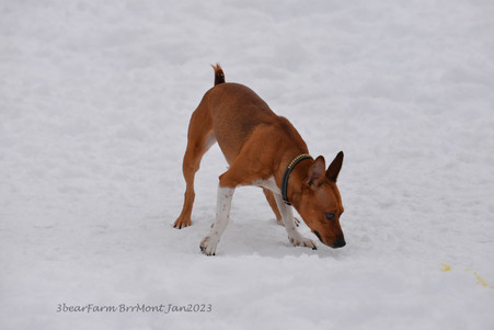 Enlarge photo 309