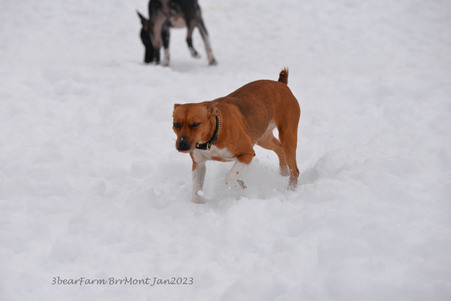 Enlarge photo 306