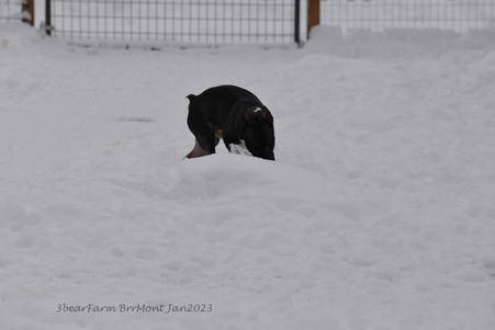 Enlarge photo 303