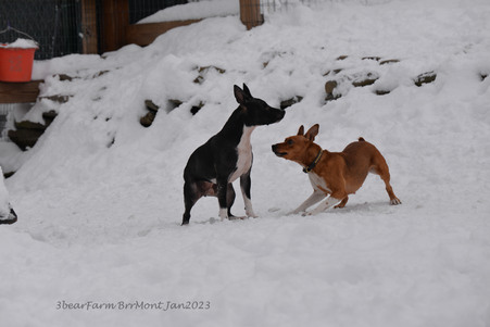 Enlarge photo 294