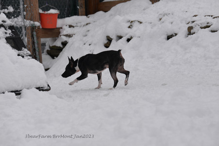 Enlarge photo 290