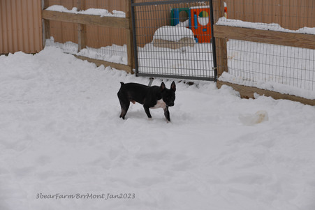 Enlarge photo 277