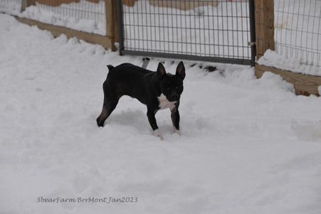 Enlarge photo 275