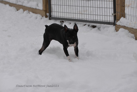 Enlarge photo 274