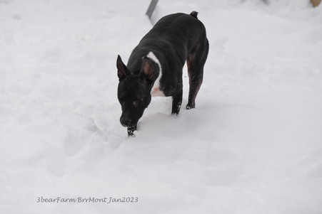 Enlarge photo 273