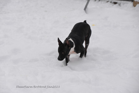 Enlarge photo 271