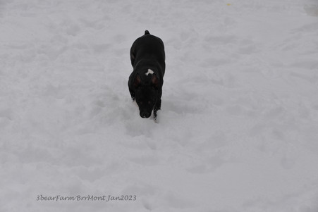 Enlarge photo 269