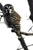 Enlarge photo 28