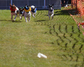 Enlarge photo 93