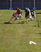 Enlarge photo 91