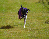 Enlarge photo 54