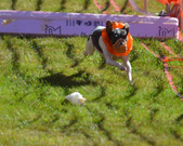Enlarge photo 50