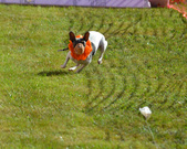 Enlarge photo 44
