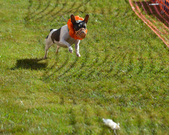 Enlarge photo 43