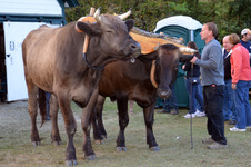 Enlarge photo 84