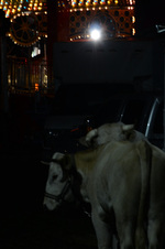 Enlarge photo 71