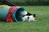 CPE agility trial Sept 5 2010