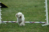 Enlarge photo 64