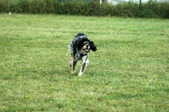 Enlarge photo 177