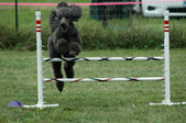 Enlarge photo 222