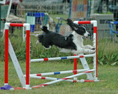 Enlarge photo 258