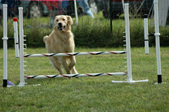 Enlarge photo 92
