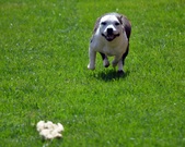 Enlarge photo 178