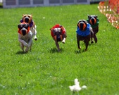Enlarge photo 163