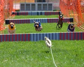 Enlarge photo 139