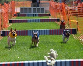 Enlarge photo 137