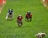 Enlarge photo 37
