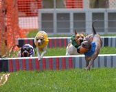 Enlarge photo 54