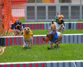 Enlarge photo 53