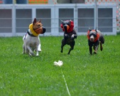 Enlarge photo 75