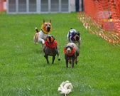 Enlarge photo 77