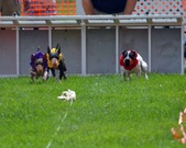 Enlarge photo 79