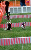 Enlarge photo 59