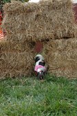 Enlarge photo 77
