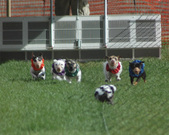 Enlarge photo 169