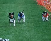 Enlarge photo 154
