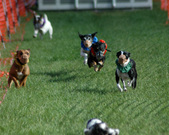 Enlarge photo 132