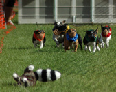 Enlarge photo 127