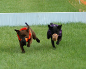 Enlarge photo 117