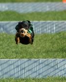 Enlarge photo 114