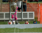 Enlarge photo 110